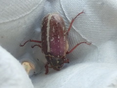 Polyphylla variolosa