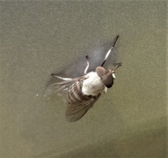 Leucotabanus annulatus