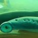 Pacific Lamprey - Photo (c) Paul, some rights reserved (CC BY-NC-SA), uploaded by Paul
