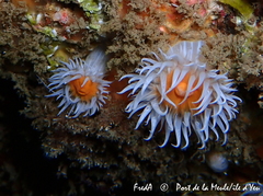 Actinothoe sphyrodeta