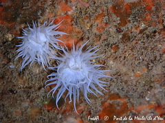 Actinothoe sphyrodeta