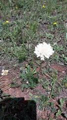 Scabiosa bipinnata