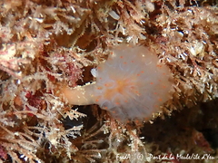 Aplidium punctum