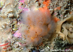 Aplidium punctum