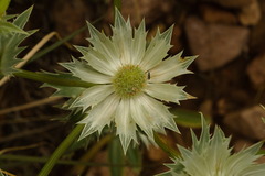 Eryngium lemmonii