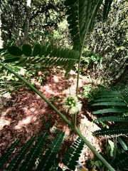 Zapoteca portoricensis