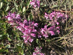 Pedicularis sudetica