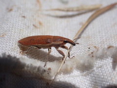 Lixus acicularis