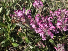 Pedicularis sudetica