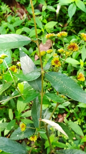 Yerba de plata