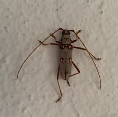 Eburia portoricensis