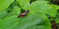 Orthoptera