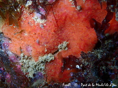 Phorbas fictitius