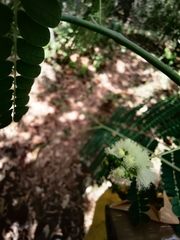 Zapoteca portoricensis