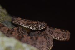Protobothrops sieversorum