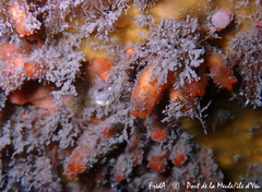 Stolonica socialis