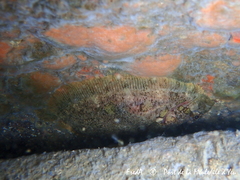 Zeugopterus punctatus