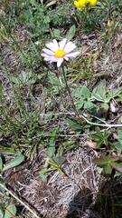 Aster alpinus