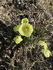 Papaver radicatum