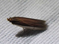Tampa dimediatella
