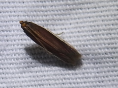 Tampa dimediatella
