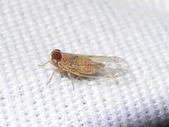 Haplaxius ovatus