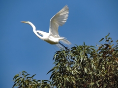 Ardea alba