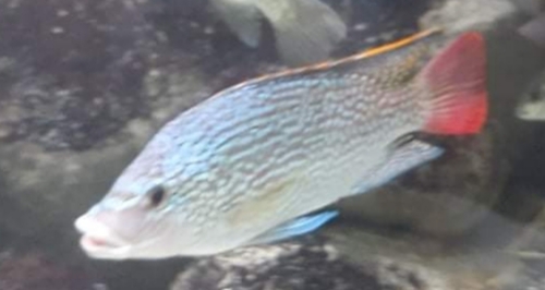 Tanganyika tilapia (Oreochromis tanganicae) — Cichlidae — 5