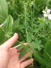 Geranium californicum