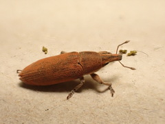Lixus acicularis