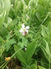 Geranium californicum