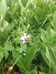 Geranium californicum