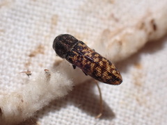 Acmaeoderella adspersula