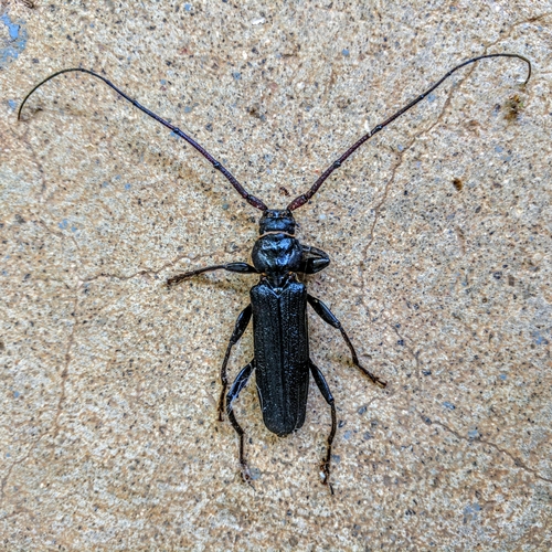 Xystrocera nigrita