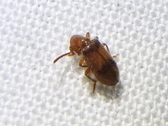 Cymatodera puncticollis