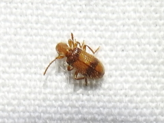 Cymatodera puncticollis