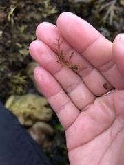 Lomentaria hakodatensis