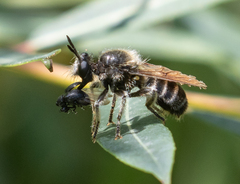 Choerades fuliginosa