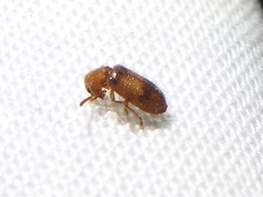 Cymatodera puncticollis
