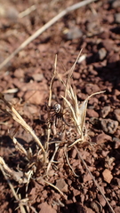 Steatoda incomposita