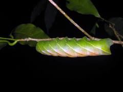 Pachylioides resumens