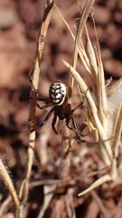 Steatoda incomposita