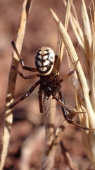 Steatoda incomposita