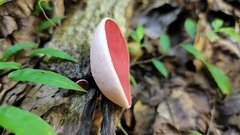 Phillipsia domingensis