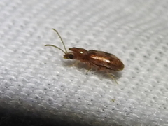 Notoxus monodon