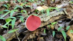 Phillipsia domingensis