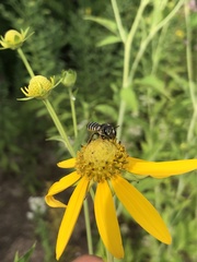 Megachile inimica