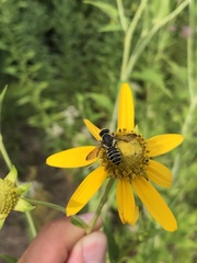 Megachile inimica