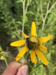Megachile inimica