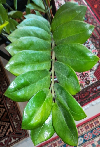 Zanzibar gem